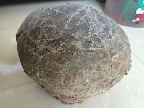 恐龍蛋真品圖片，世界上最珍貴的品種——恐龍蛋化石 恐龍蛋真品圖片，世界上最珍貴的品種——恐龍蛋化石 龍魚百科 第15張