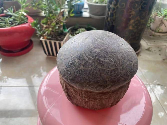 恐龍蛋真品圖片，世界上最珍貴的品種——恐龍蛋化石 恐龍蛋真品圖片，世界上最珍貴的品種——恐龍蛋化石 龍魚百科 第7張