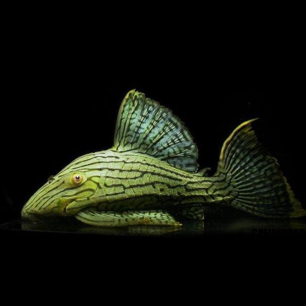 綠皮皇冠豹工具魚最新版更新內(nèi)容和功能介紹，綠皮皇冠豹工具魚新版更新 綠皮皇冠豹工具魚最新版更新內(nèi)容和功能介紹，綠皮皇冠豹工具魚新版更新 龍魚百科 第5張