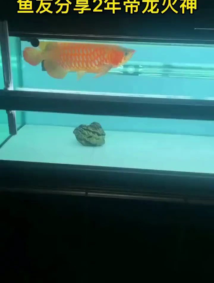 帝龍火神有哪些龍魚品種？，帝龍火神旗下的龍魚品種豐富多樣涵蓋多種色彩類型 帝龍火神有哪些龍魚品種？，帝龍火神旗下的龍魚品種豐富多樣涵蓋多種色彩類型 龍魚論壇 第5張