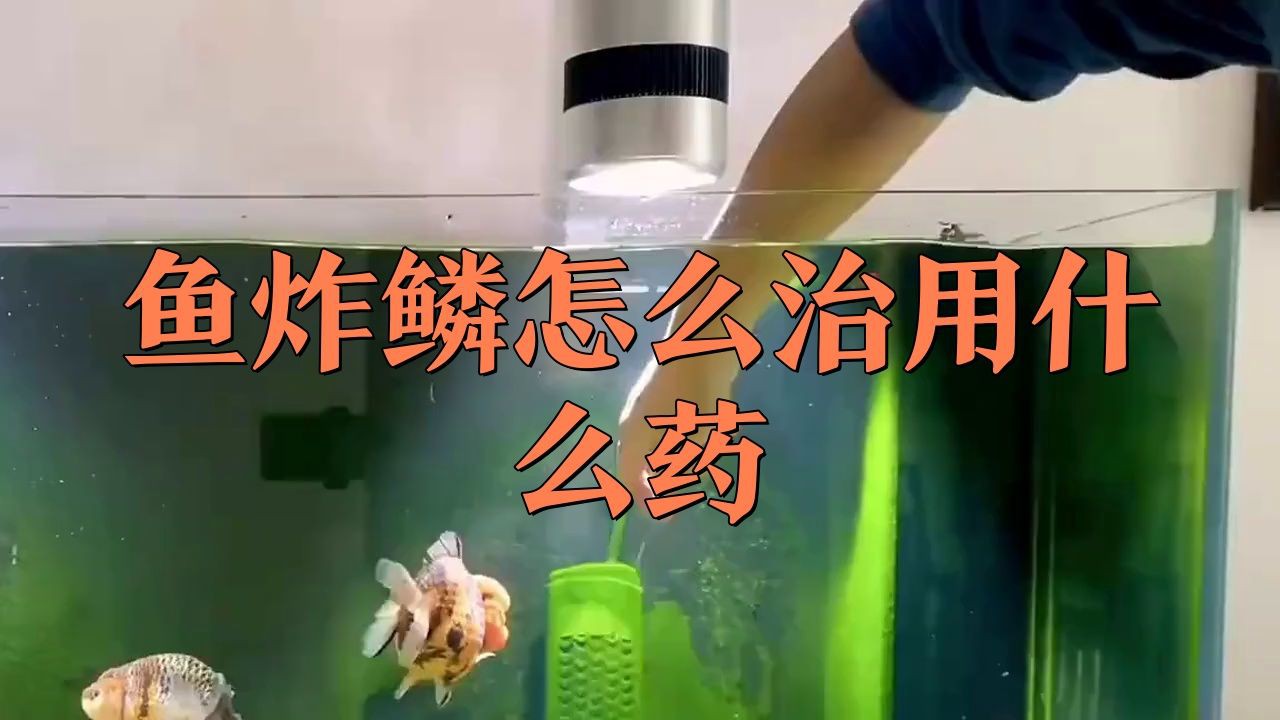 紅龍魚炸鱗最佳治療方法，紅龍魚炸鱗怎么辦