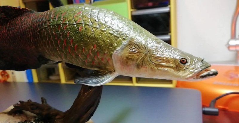 巨骨舌魚2cm什么樣，——探秘“巨骨舌魚2cm什么樣”