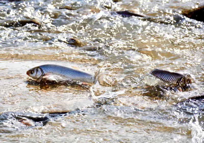 內蒙有什么魚種，內蒙古達里湖華子魚洄游季年吸引5萬人次游客游客