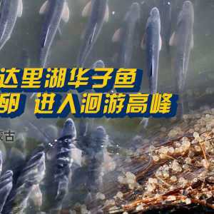 內蒙有什么魚種，內蒙古達里湖華子魚洄游季年吸引5萬人次游客游客