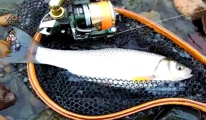 內蒙有什么魚種，內蒙古達里湖華子魚洄游季年吸引5萬人次游客游客