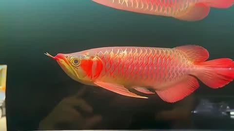 紅龍魚的市場現狀如何？，紅龍魚價格2688貴嗎愛奇藝紅龍魚一般多少錢一只華哥環球智庫