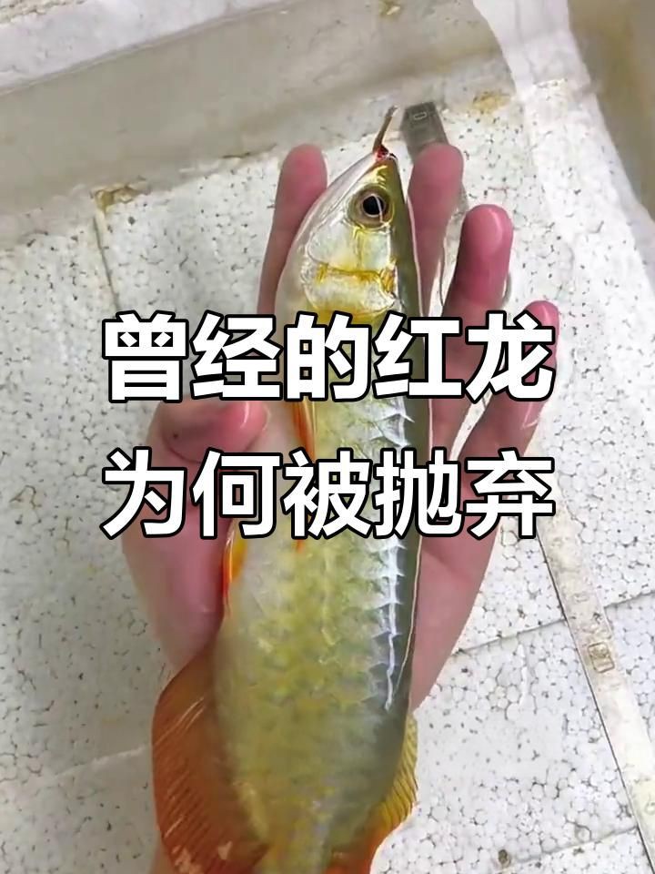 紅龍魚的市場現狀如何？，紅龍魚價格2688貴嗎愛奇藝紅龍魚一般多少錢一只華哥環球智庫