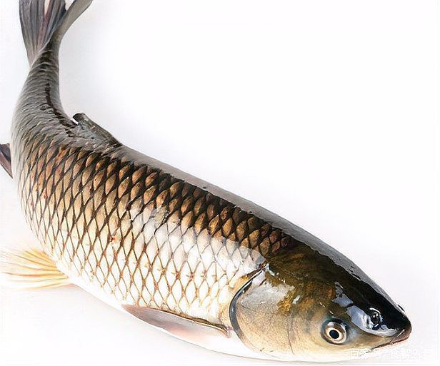什么淡水魚能長到100斤，淡水巨無霸\