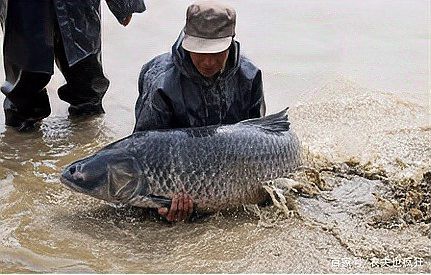 什么淡水魚能長到100斤，淡水巨無霸\