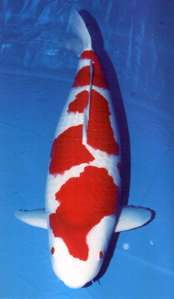 十大名牌硝化細(xì)菌排行，京東硝化細(xì)菌品牌排行榜京東硝化細(xì)菌品牌排行榜京東硝化細(xì)菌品牌排行榜 十大名牌硝化細(xì)菌排行，京東硝化細(xì)菌品牌排行榜京東硝化細(xì)菌品牌排行榜京東硝化細(xì)菌品牌排行榜 龍魚論壇 第1張