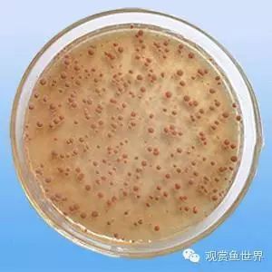 十大名牌硝化細(xì)菌排行，京東硝化細(xì)菌品牌排行榜京東硝化細(xì)菌品牌排行榜京東硝化細(xì)菌品牌排行榜 十大名牌硝化細(xì)菌排行，京東硝化細(xì)菌品牌排行榜京東硝化細(xì)菌品牌排行榜京東硝化細(xì)菌品牌排行榜 龍魚論壇 第4張