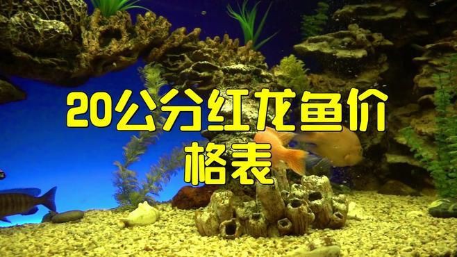 紅龍最貴三個顏色，今日頭條20公分紅龍魚價格表劇迷黃黃紅龍魚價格表
