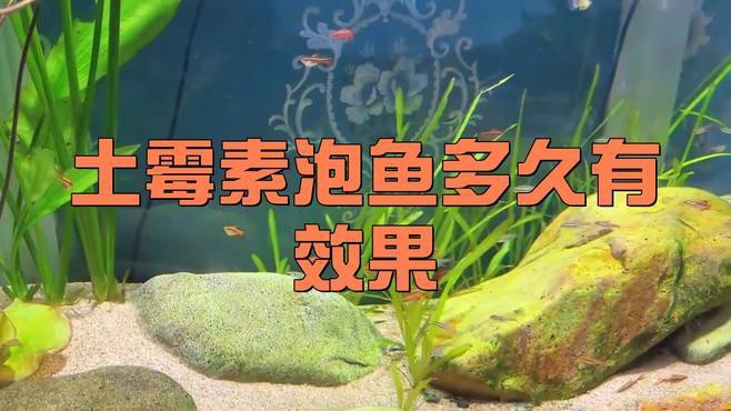 土霉素治療龍魚需要多久見效？，土霉素治療龍魚的見效時(shí)長(zhǎng)