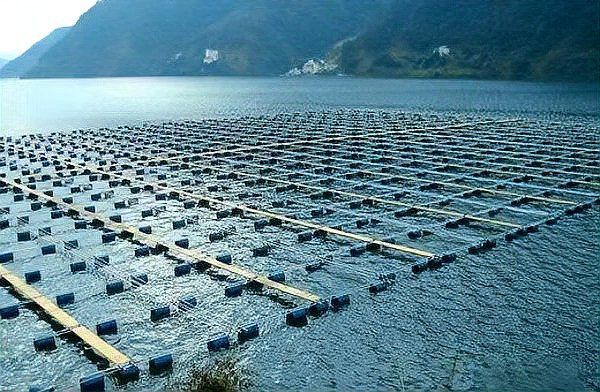 網箱養魚10大忌，《網箱養魚10大忌》