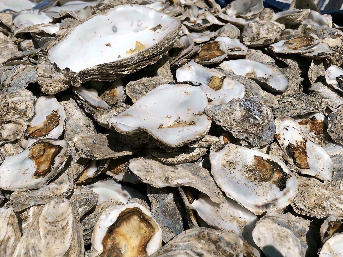 養錦鯉不死魚的三個絕招，《養錦鯉不死魚的三個絕招》科學養護錦鯉以降低死亡率