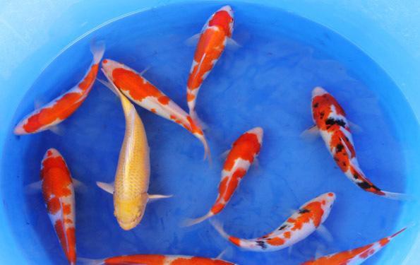 養錦鯉不死魚的三個絕招，《養錦鯉不死魚的三個絕招》科學養護錦鯉以降低死亡率