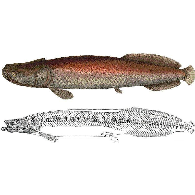 動(dòng)森 巨骨舌魚，《動(dòng)物森友會(huì)》中的巨骨舌魚