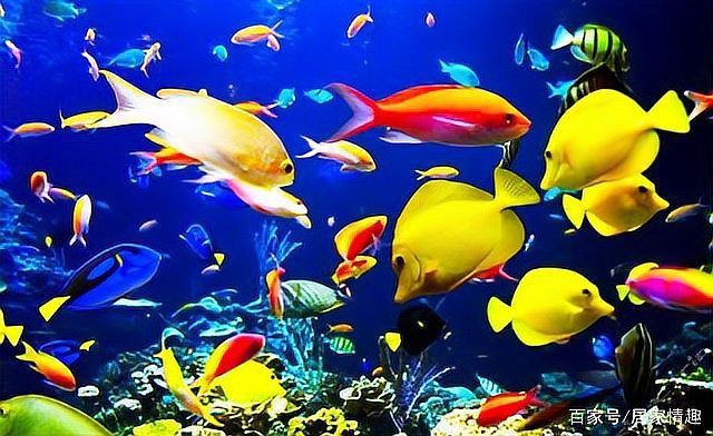 紅尾美人魚能和什么魚混養，紅尾美人魚混養需要多大的魚缸