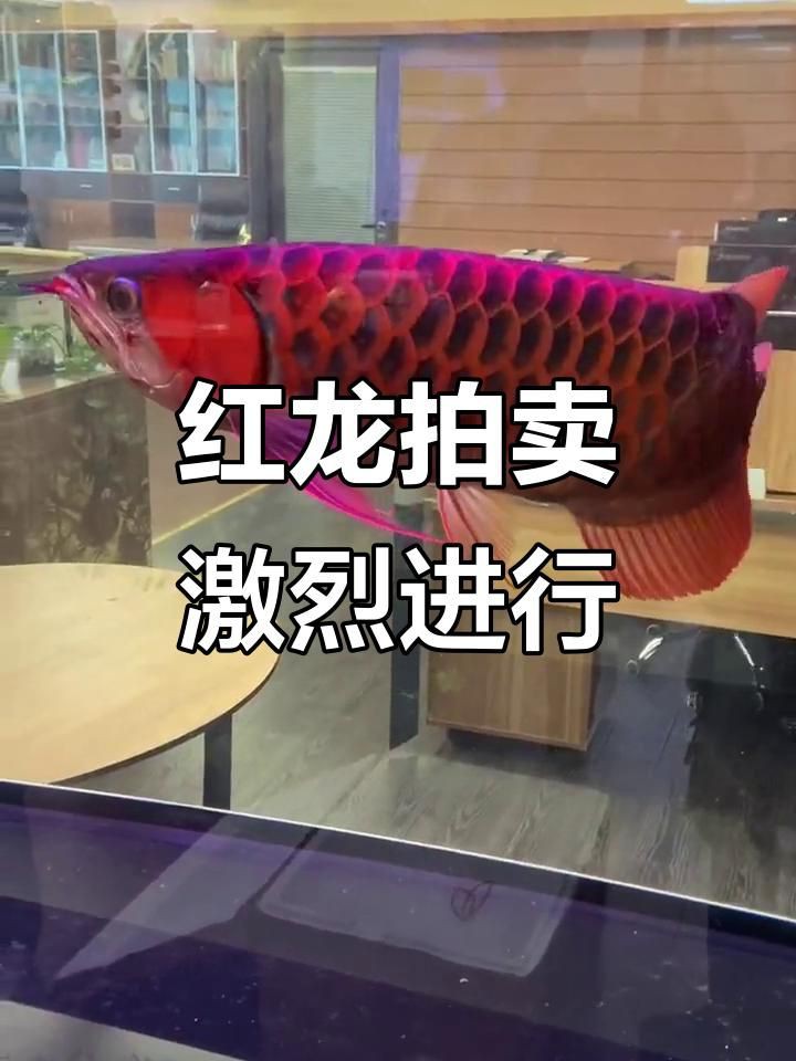 印尼紅龍魚的市場趨勢，印尼紅龍魚價格為何堪比保時捷心靈的游樂場