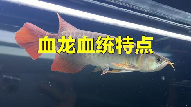 如何判斷紅龍魚的血統純正？，判斷紅龍魚血統是否純正需綜合