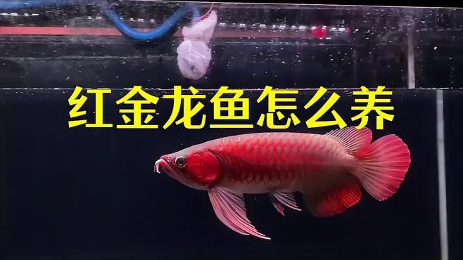 如何預(yù)防紅金龍魚(yú)疾病？，《如何預(yù)防紅金龍魚(yú)疾病》