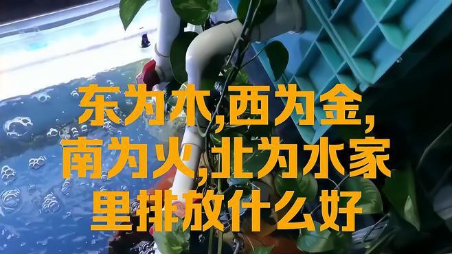 如何根據個人命理選擇金龍魚擺放位置？，如何依據個人命理來確定金龍魚的擺放位置