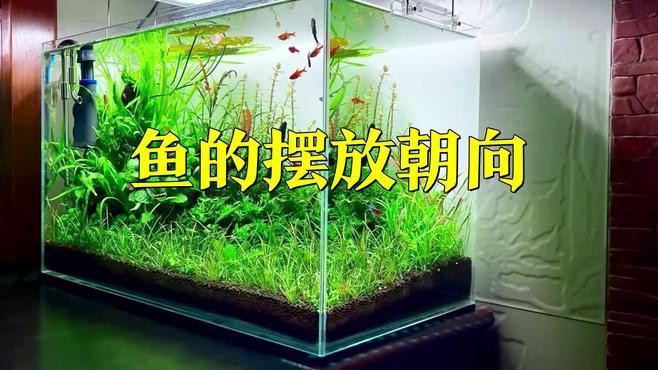 如何根據個人命理選擇金龍魚擺放位置？，如何依據個人命理來確定金龍魚的擺放位置