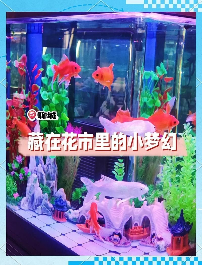 聊城水族店，關于“聊城水族店”的300-400字