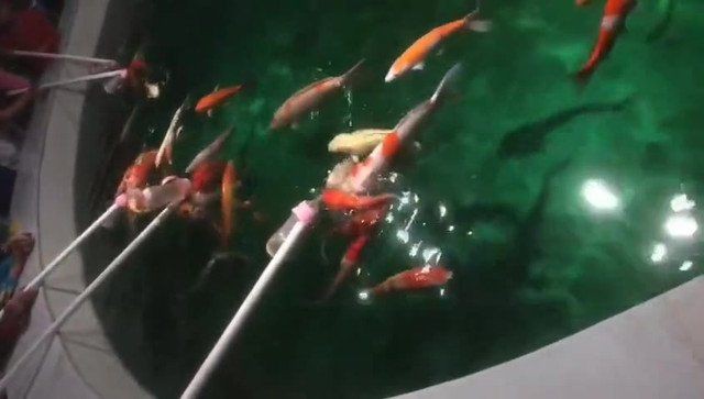 聊城水族店，關于“聊城水族店”的300-400字