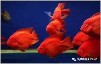 海淀水族店，北京海淀區(qū)擁有多家特色鮮明的水族店太平洋海底世界