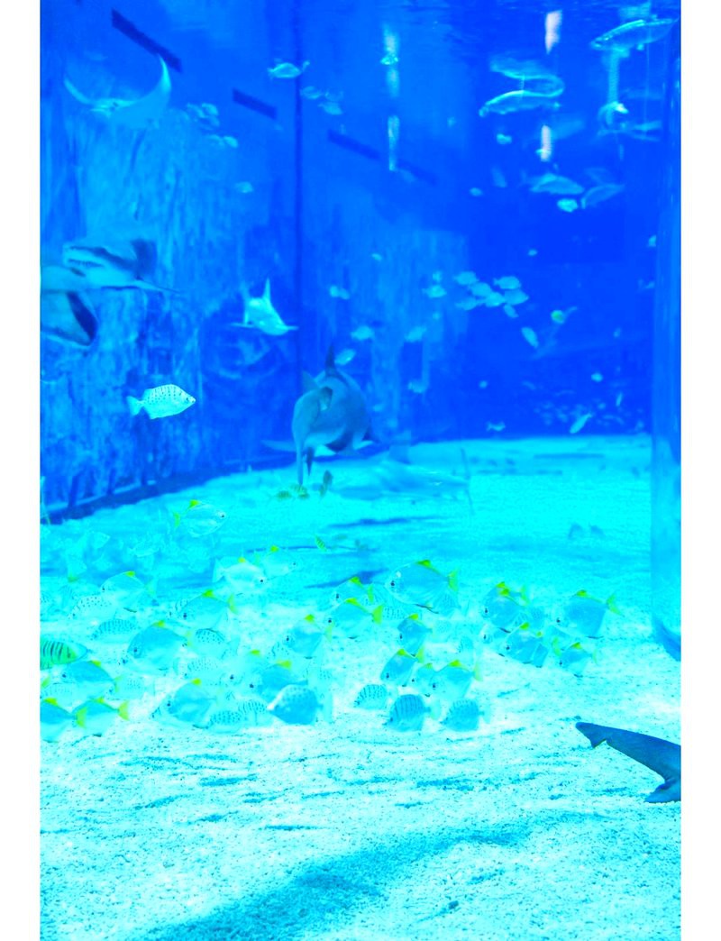 海淀水族店，北京海淀區(qū)擁有多家特色鮮明的水族店太平洋海底世界