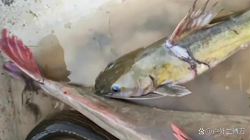 刀鰍是國家二級保護動物嗎，刀鰍并非國家二級保護動物，它是一種常見的淡水魚類