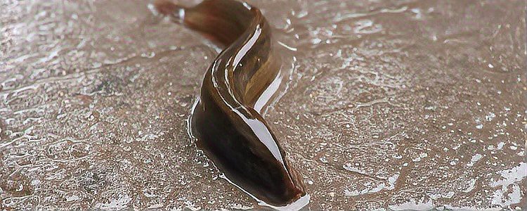 刀鰍是國家二級保護動物嗎，刀鰍并非國家二級保護動物，它是一種常見的淡水魚類