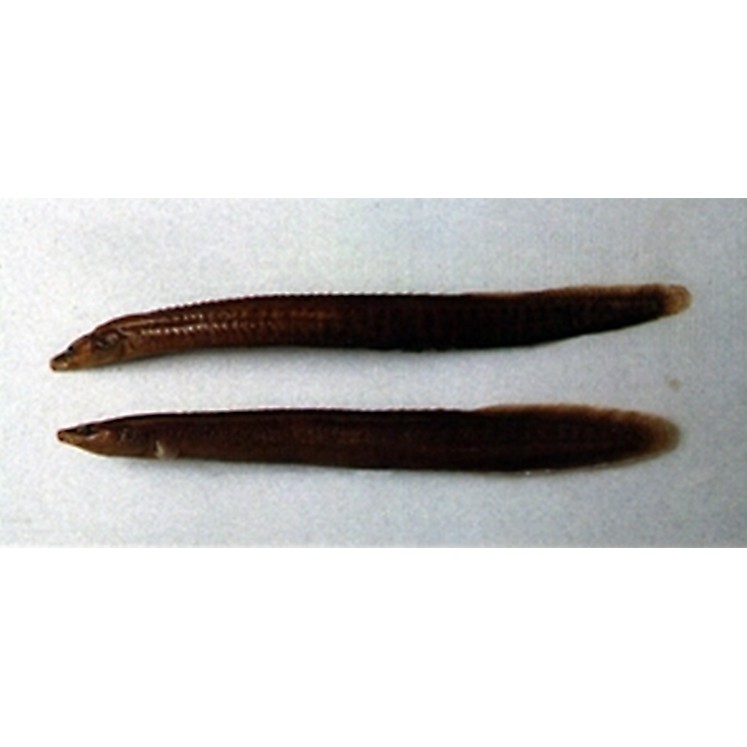 刀鰍是國家二級保護動物嗎，刀鰍并非國家二級保護動物，它是一種常見的淡水魚類