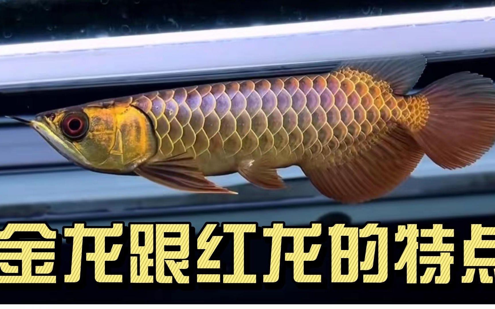 如何區(qū)分紅龍和金龍魚的幼魚？，如何區(qū)分紅龍與金龍魚幼魚 如何區(qū)分紅龍和金龍魚的幼魚？，如何區(qū)分紅龍與金龍魚幼魚 龍魚百科 第1張