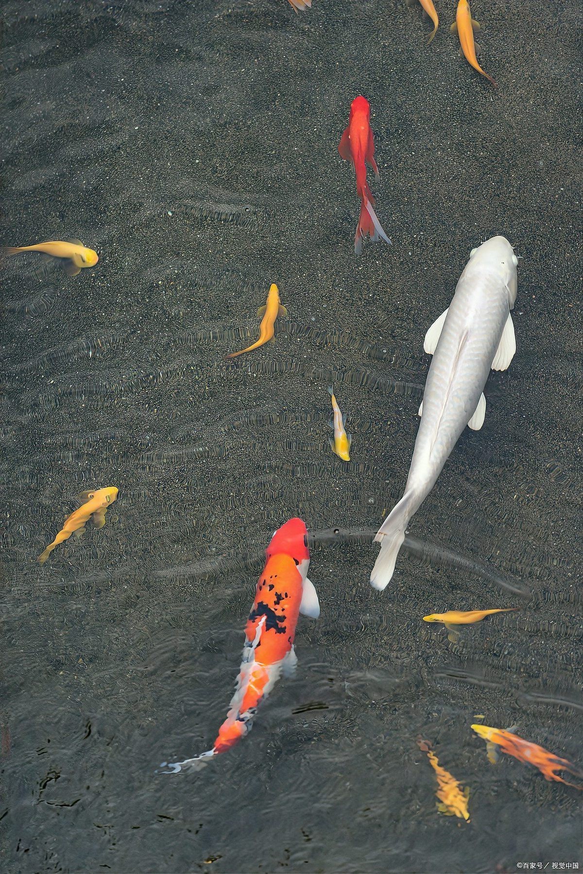 丹頂錦鯉好養(yǎng)嗎，《丹頂錦鯉好養(yǎng)嗎》丹頂錦鯉好養(yǎng)嗎揭秘那些鮮為人知的養(yǎng)護(hù)秘籍