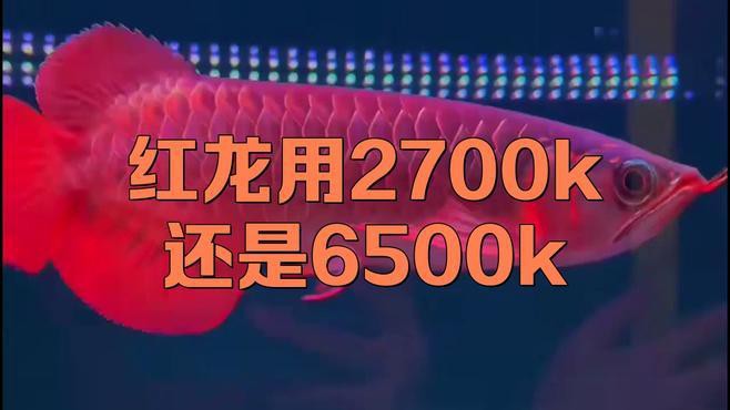 如何根據(jù)龍魚品種選擇合適的燈具？，如何依據(jù)龍魚品種挑選適配燈具