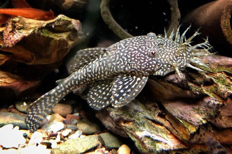 十大異型魚品種大全，十大珍稀品種 十大異型魚品種大全，十大珍稀品種\