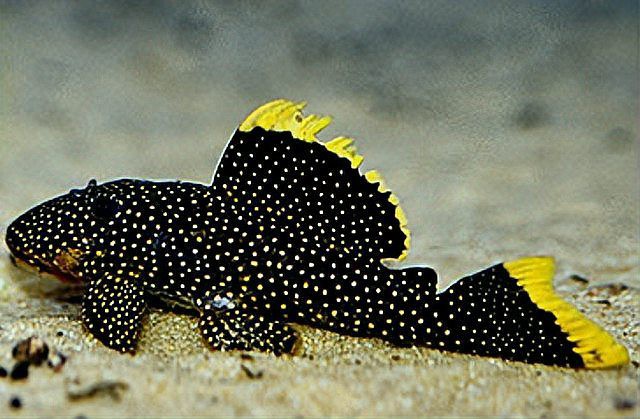 十大異型魚品種大全，十大珍稀品種 十大異型魚品種大全，十大珍稀品種\