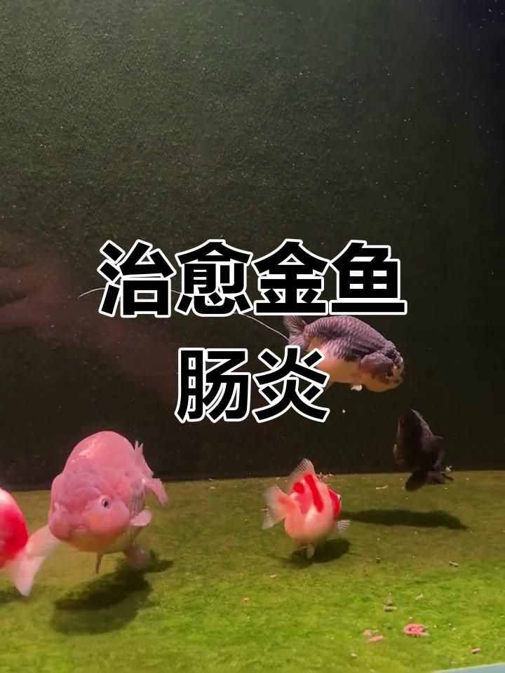 有哪些魚類專用腸炎藥物推薦？，魚類專用腸炎藥物推薦 有哪些魚類專用腸炎藥物推薦？，魚類專用腸炎藥物推薦 龍魚百科 第6張