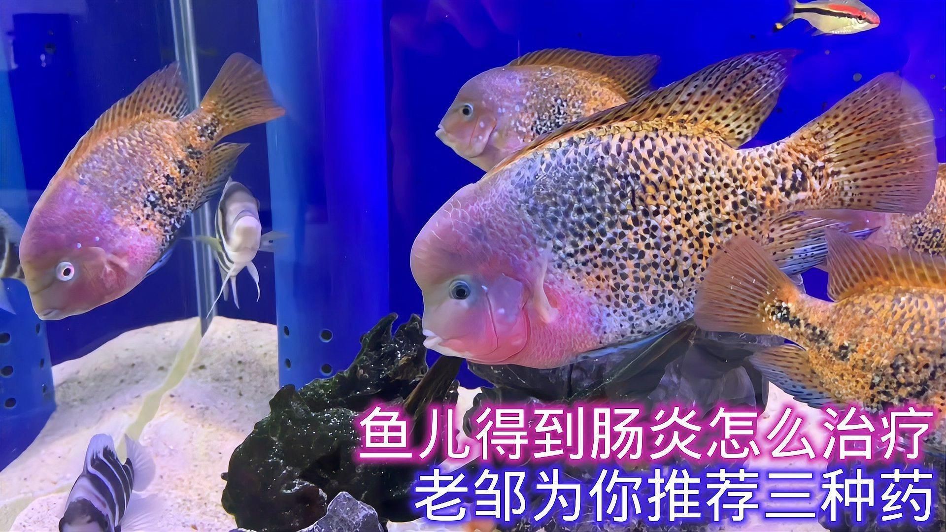 有哪些魚類專用腸炎藥物推薦？，魚類專用腸炎藥物推薦 有哪些魚類專用腸炎藥物推薦？，魚類專用腸炎藥物推薦 龍魚百科 第5張