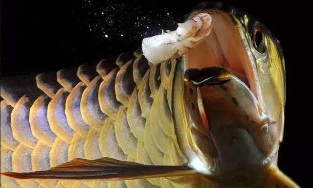 哪些活餌可以刺激龍魚開口？，能刺激龍魚開口的活餌種類