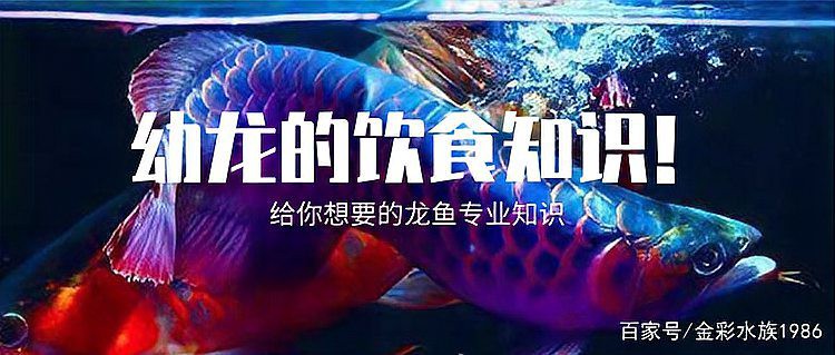 如何正確投喂龍魚？，全民小視頻,龍魚各階段如何喂食