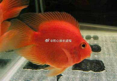 什么人不適合養魚，什么人不適合養魚人群及其具備十類人群及其具體原因 什么人不適合養魚，什么人不適合養魚人群及其具備十類人群及其具體原因 龍魚論壇 第5張