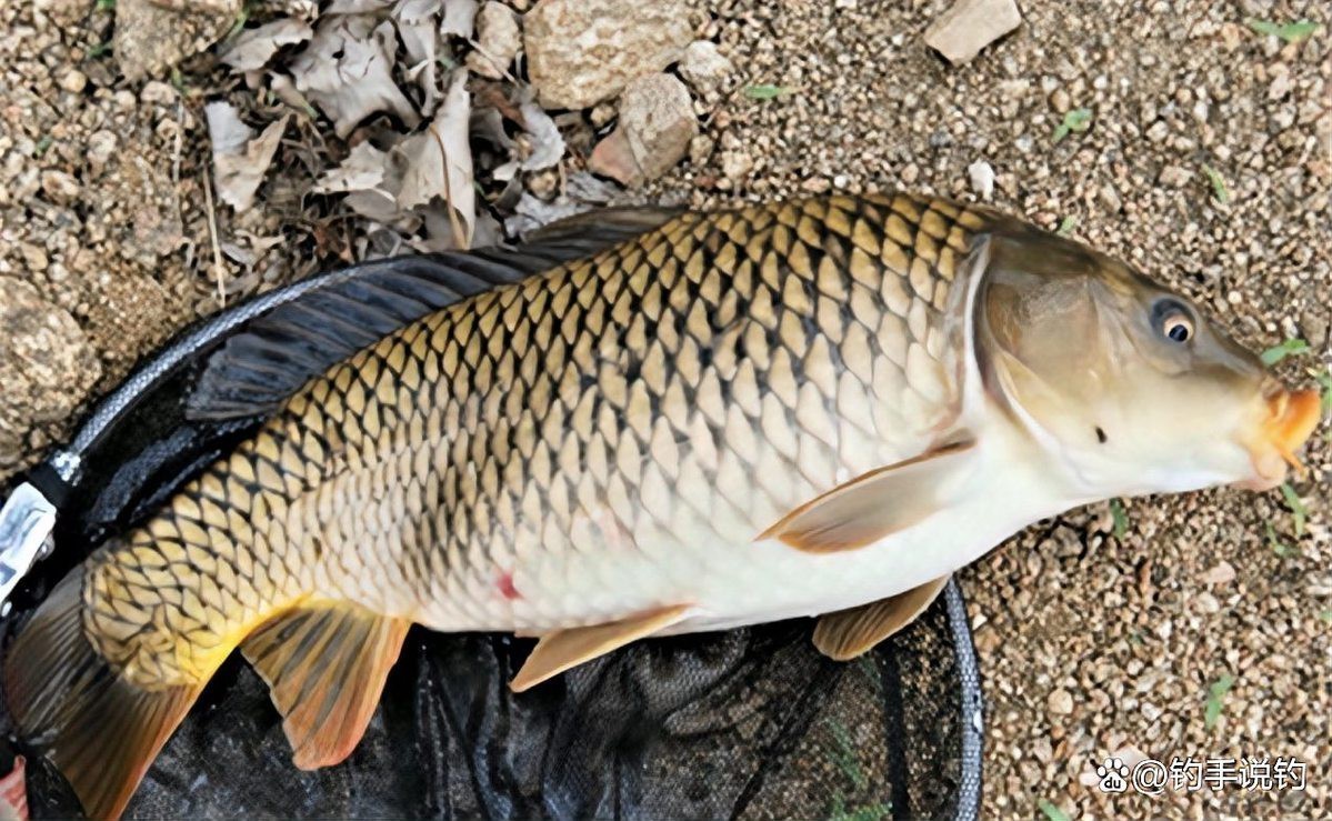 什么魚有魚泡，光頭魚司令,看水面氣泡就知道有什么魚是不是沒有魚泡復(fù)禾健康