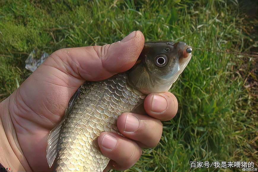 什么魚有魚泡，光頭魚司令,看水面氣泡就知道有什么魚是不是沒有魚泡復(fù)禾健康