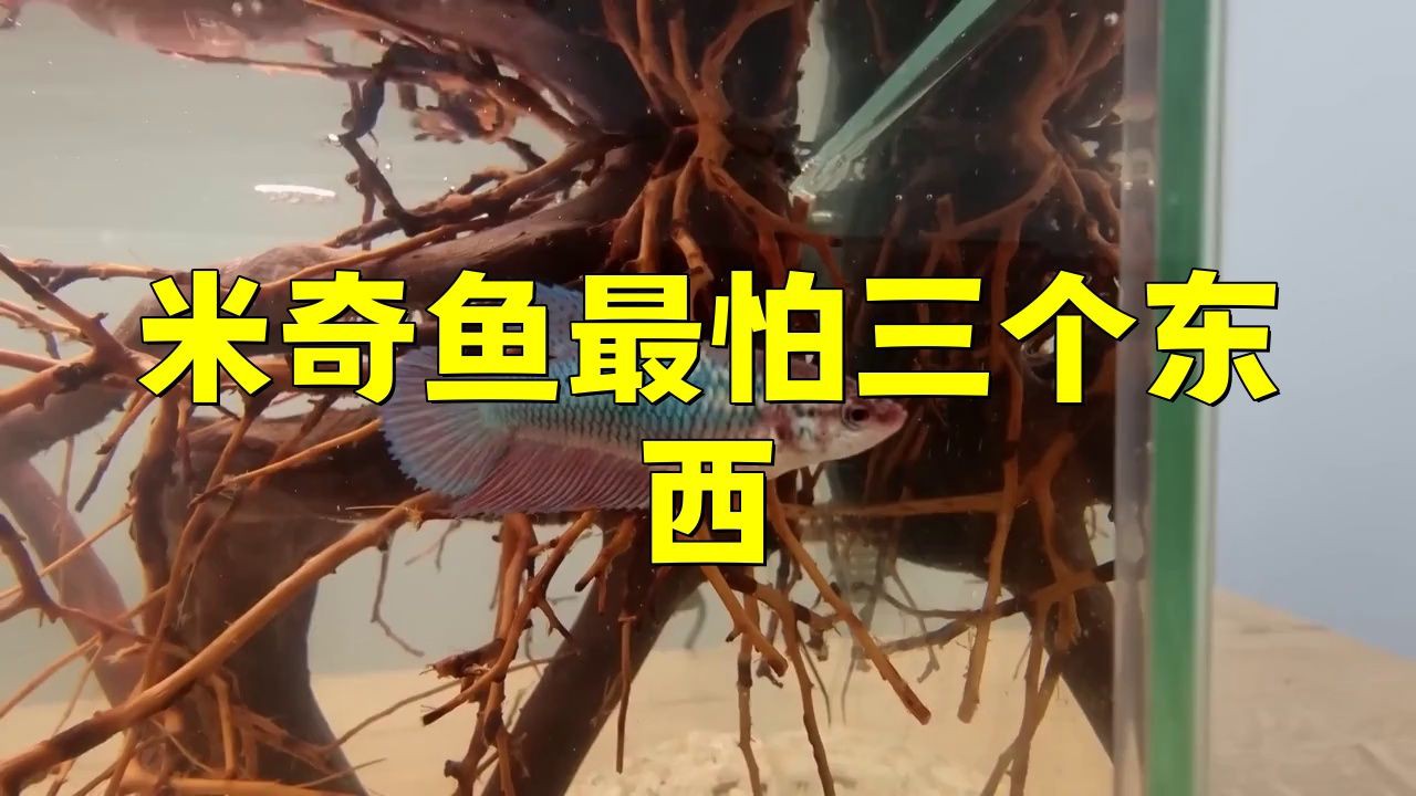 米奇魚(yú)為什么不建議養(yǎng)，為啥說(shuō)別養(yǎng)米奇魚(yú)這些養(yǎng)殖真相得弄明白