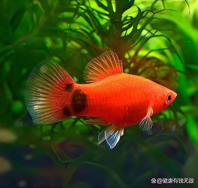 米奇魚(yú)為什么不建議養(yǎng)，為啥說(shuō)別養(yǎng)米奇魚(yú)這些養(yǎng)殖真相得弄明白