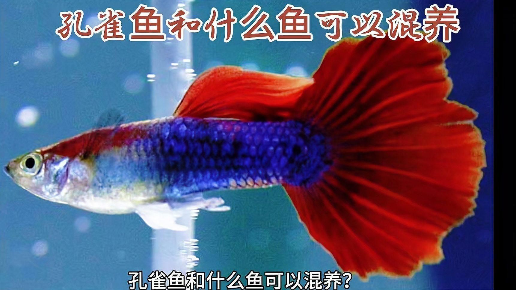 孔雀魚可以和什么魚一起混養(yǎng)，孔雀魚可混養(yǎng)與哪些魚類混養(yǎng)最適合與哪些魚類混養(yǎng) 孔雀魚可以和什么魚一起混養(yǎng)，孔雀魚可混養(yǎng)與哪些魚類混養(yǎng)最適合與哪些魚類混養(yǎng) 龍魚百科 第2張