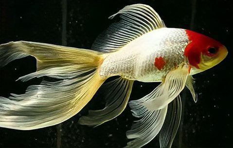 十大養不死的冷水魚，十大最易養的冷水魚品種